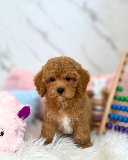 🐻 Cookie: Red Toy Cockapoo 🇸🇬 (Boy)