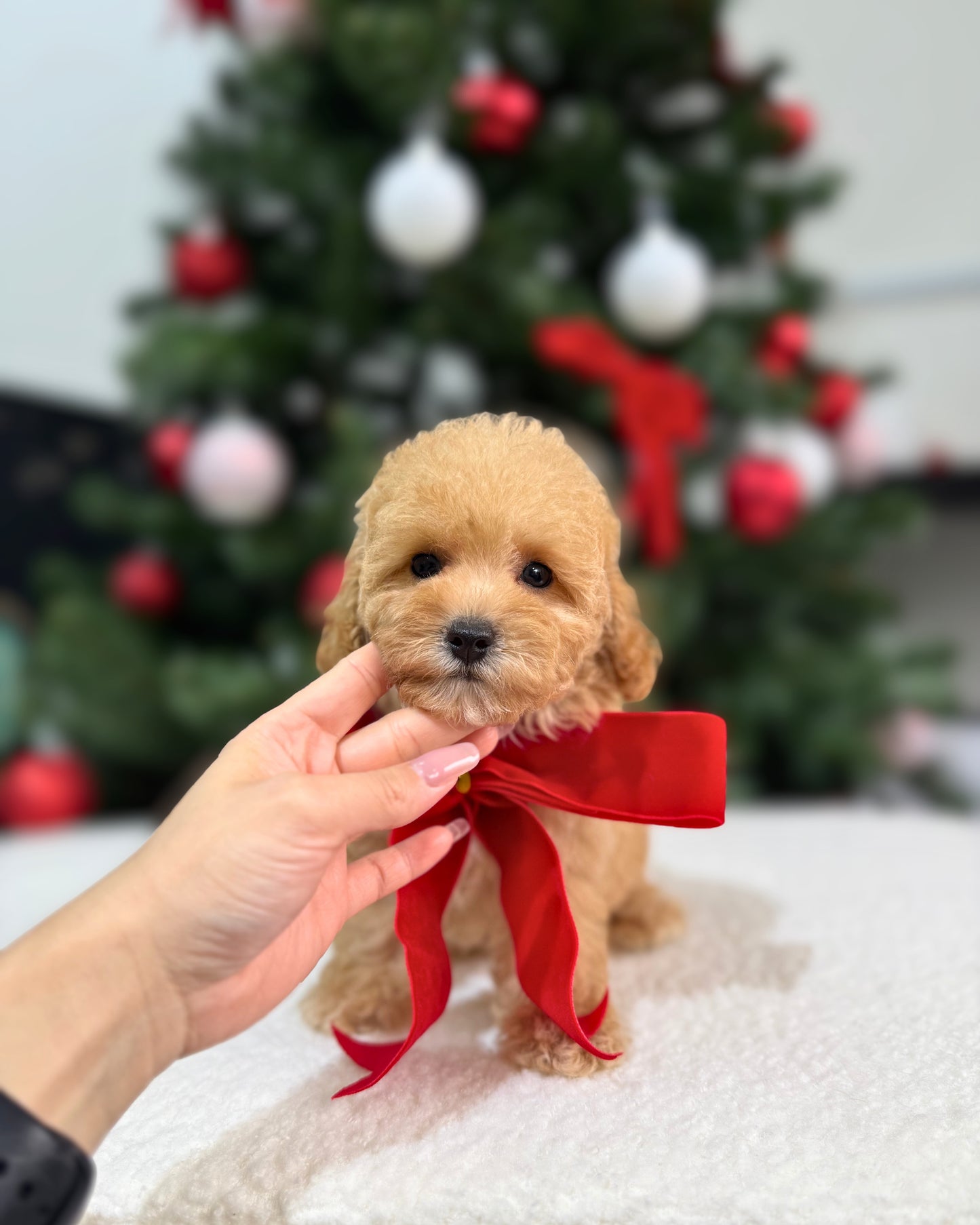 🌸💖 Mika: Brown Tiny Maltipoo 🇸🇬 (Girl)