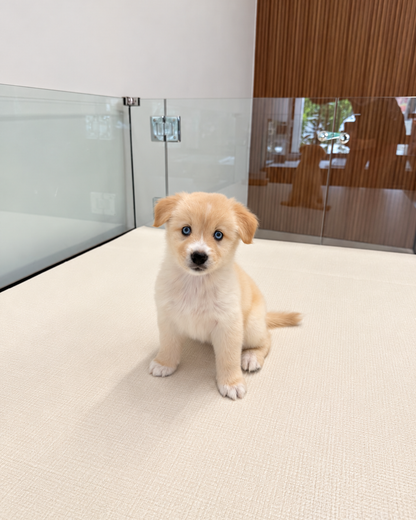 Nova: Cream Mini Pomsky Spitz 🇸🇬 (Girl)