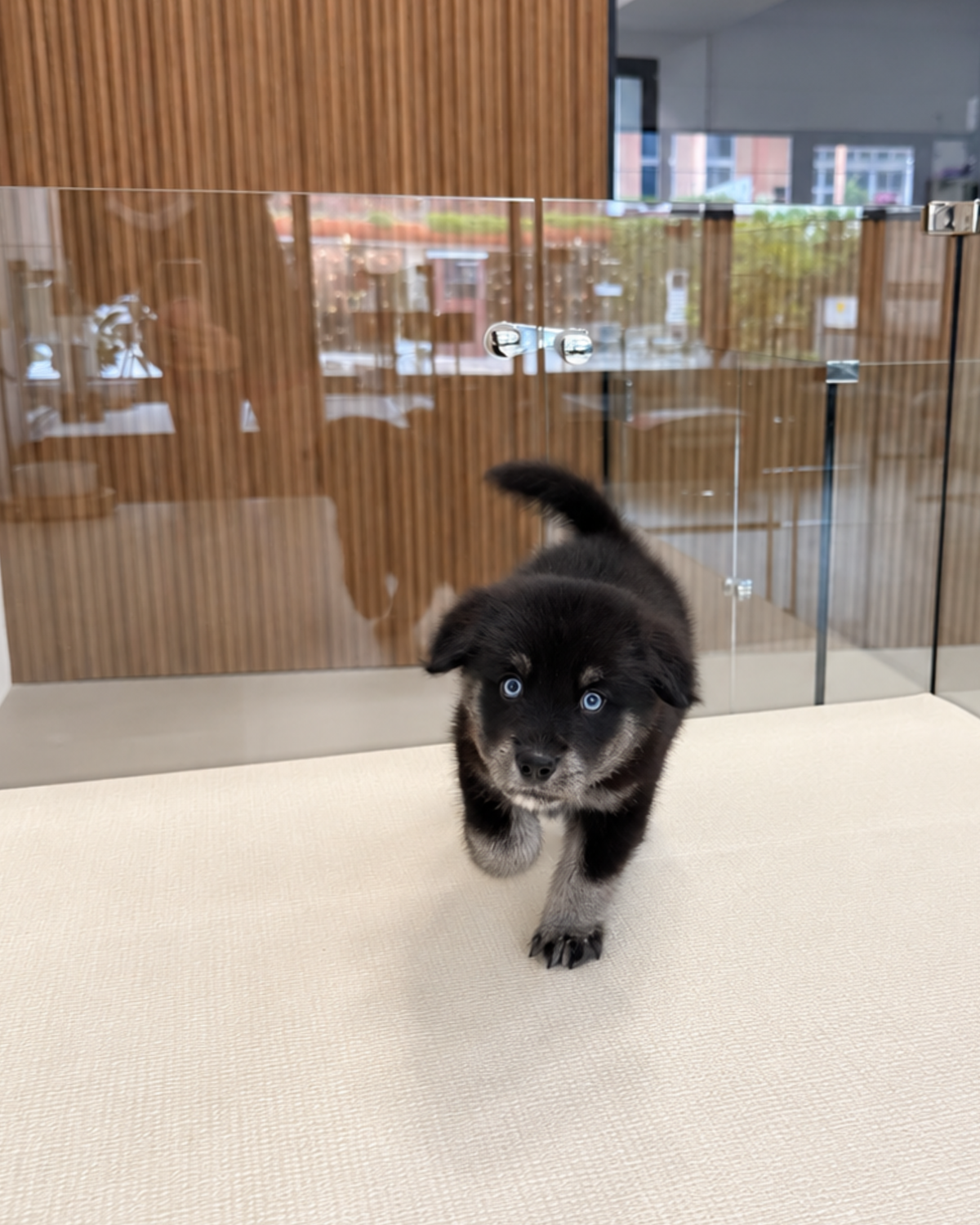 Blue: Black Silver Mini Pomsky Spitz 🇸🇬 (Girl)