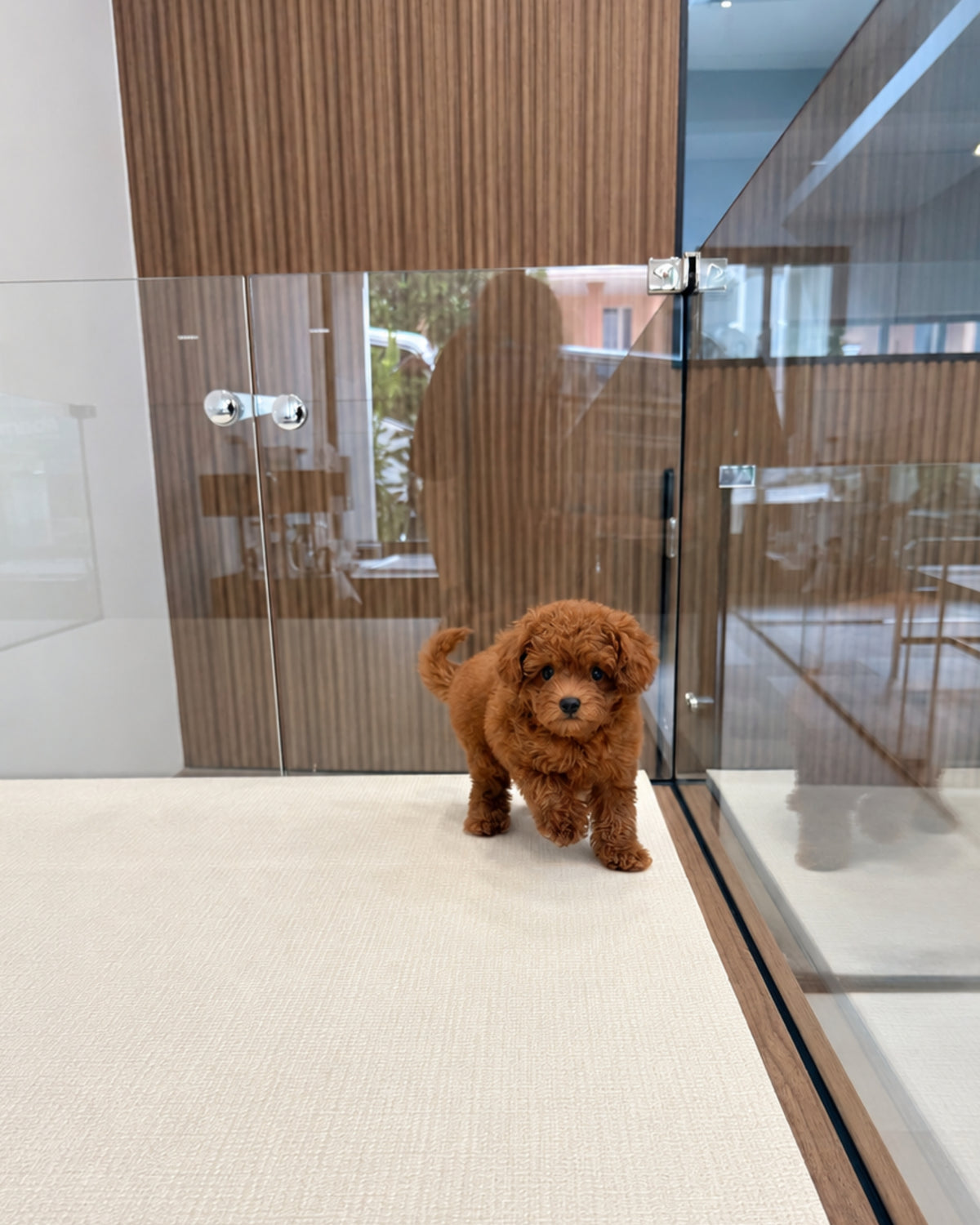 Ruby: Red Tiny Toy Poodle 🇸🇬 (Girl)