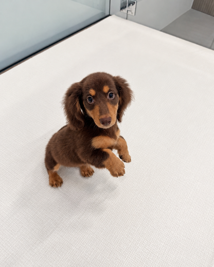 Darling: Chocolate Tan Long Coat Mini Dachshund 🇸🇬 (Girl)