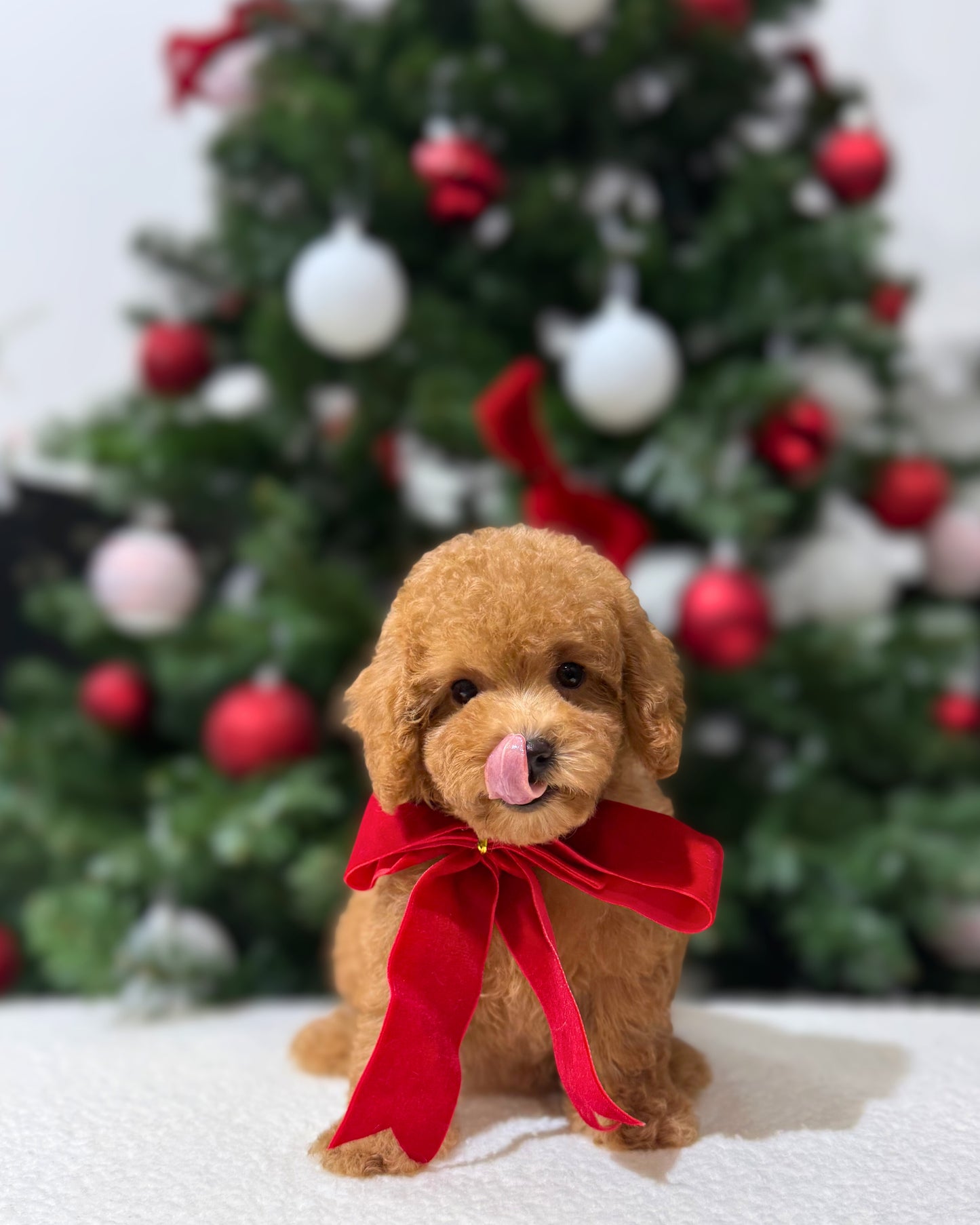 🌸💖 Yori: Brown Tiny Maltipoo 🇸🇬 (Girl)