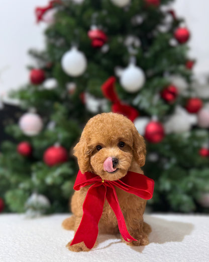 🌸💖 Yori: Brown Tiny Maltipoo 🇸🇬 (Girl)