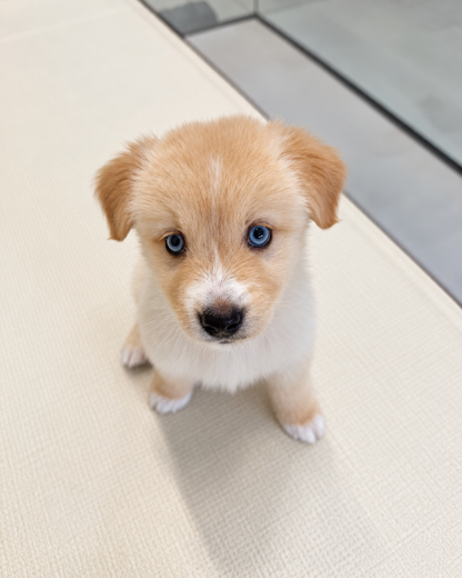 Nova: Cream Mini Pomsky Spitz 🇸🇬 (Girl)