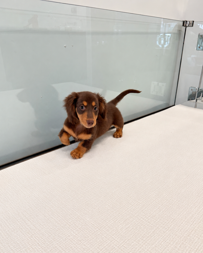 Darling: Chocolate Tan Long Coat Mini Dachshund 🇸🇬 (Girl)