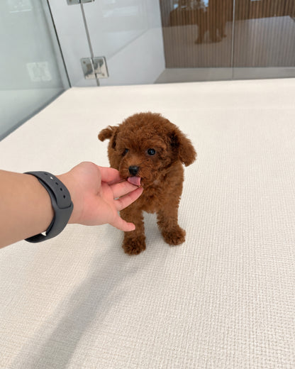 Ruby: Red Tiny Toy Poodle 🇸🇬 (Girl)