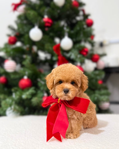 🌸💖 Somi: Brown Tiny Maltipoo 🇸🇬 (Girl)