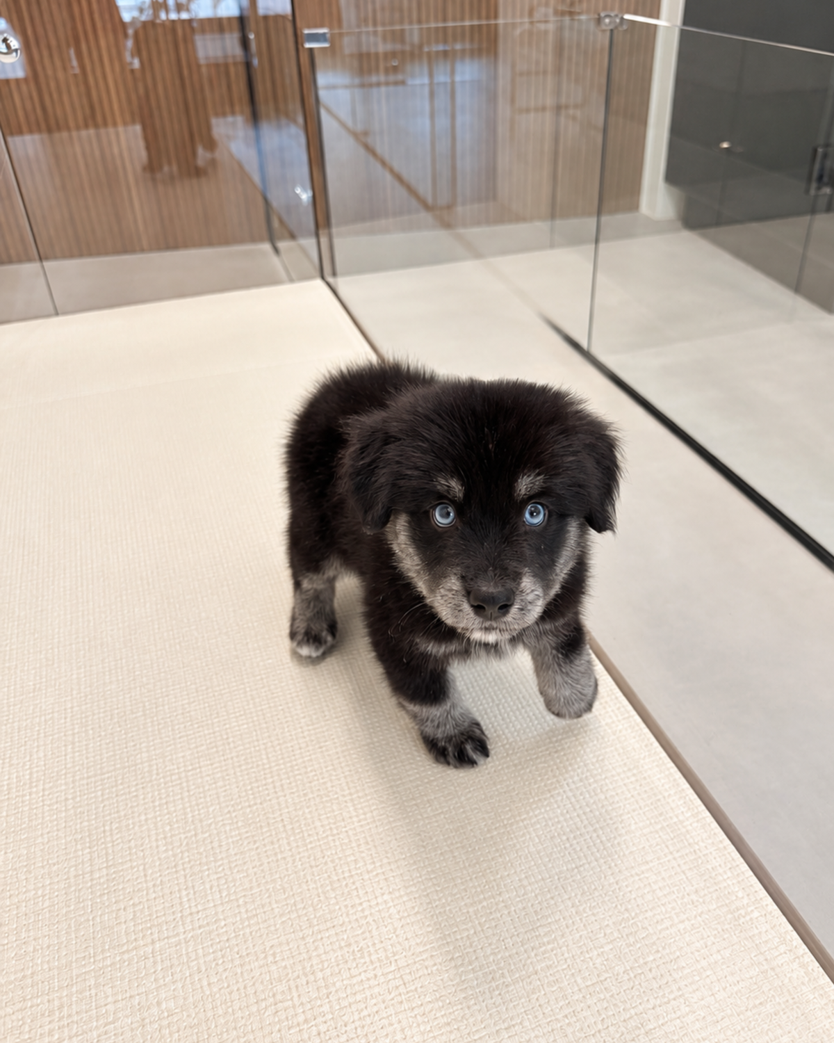 Blue: Black Silver Mini Pomsky Spitz 🇸🇬 (Girl)