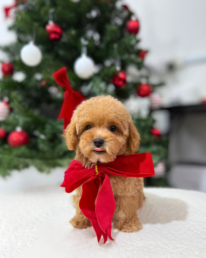 🌸💖 Somi: Brown Tiny Maltipoo 🇸🇬 (Girl)