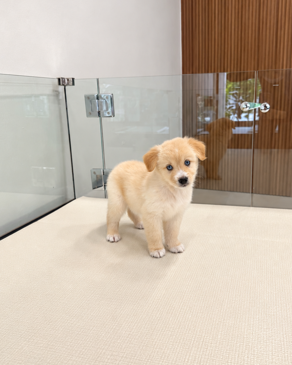 Nova: Cream Mini Pomsky Spitz 🇸🇬 (Girl)