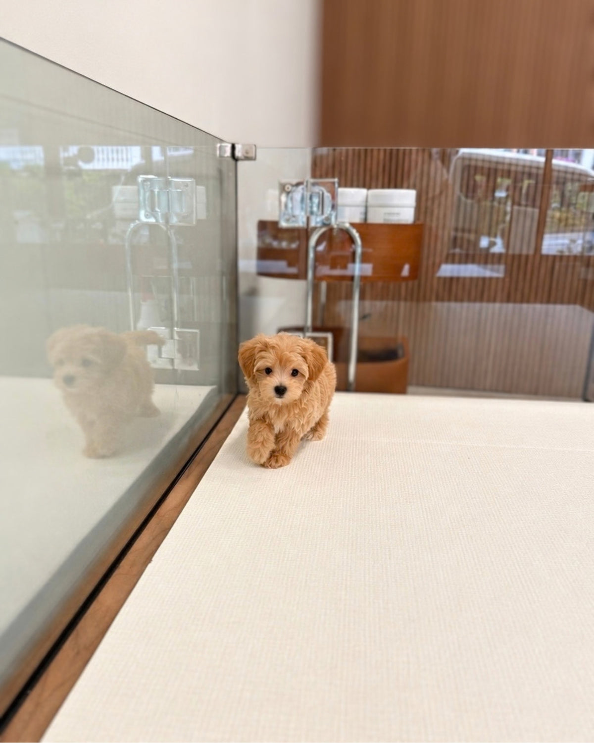 Peanut: Brown Tiny Maltipoo 🇸🇬 (Boy)