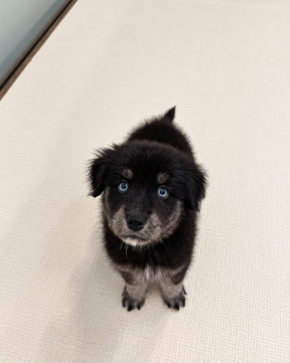 Blue: Black Silver Mini Pomsky Spitz 🇸🇬 (Girl)