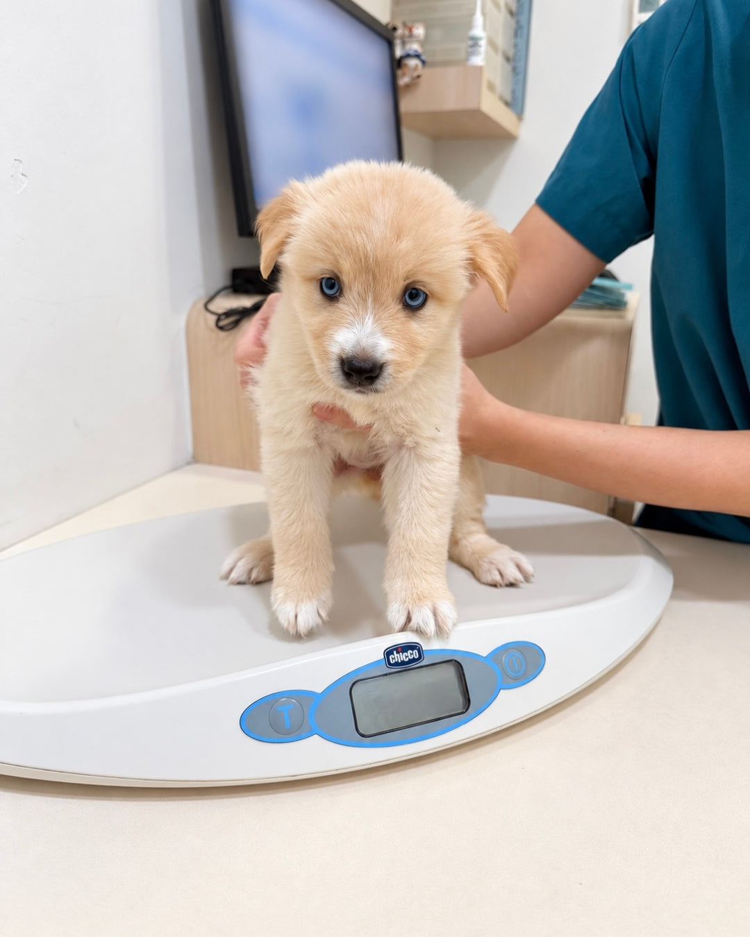 Nova: Cream Mini Pomsky Spitz 🇸🇬 (Girl)