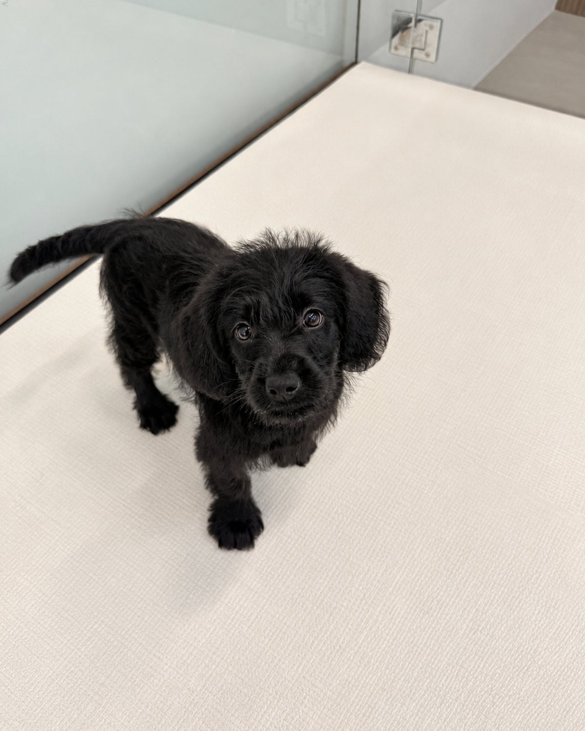 Kitty: Black Mini Labradoodle 🇸🇬 (Girl)
