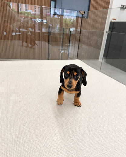 Beanie: Merle Black Tan Smooth Coat Mini Dachshund 🇸🇬 (Boy)