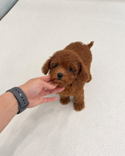 Ruby: Red Tiny Toy Poodle 🇸🇬 (Girl)