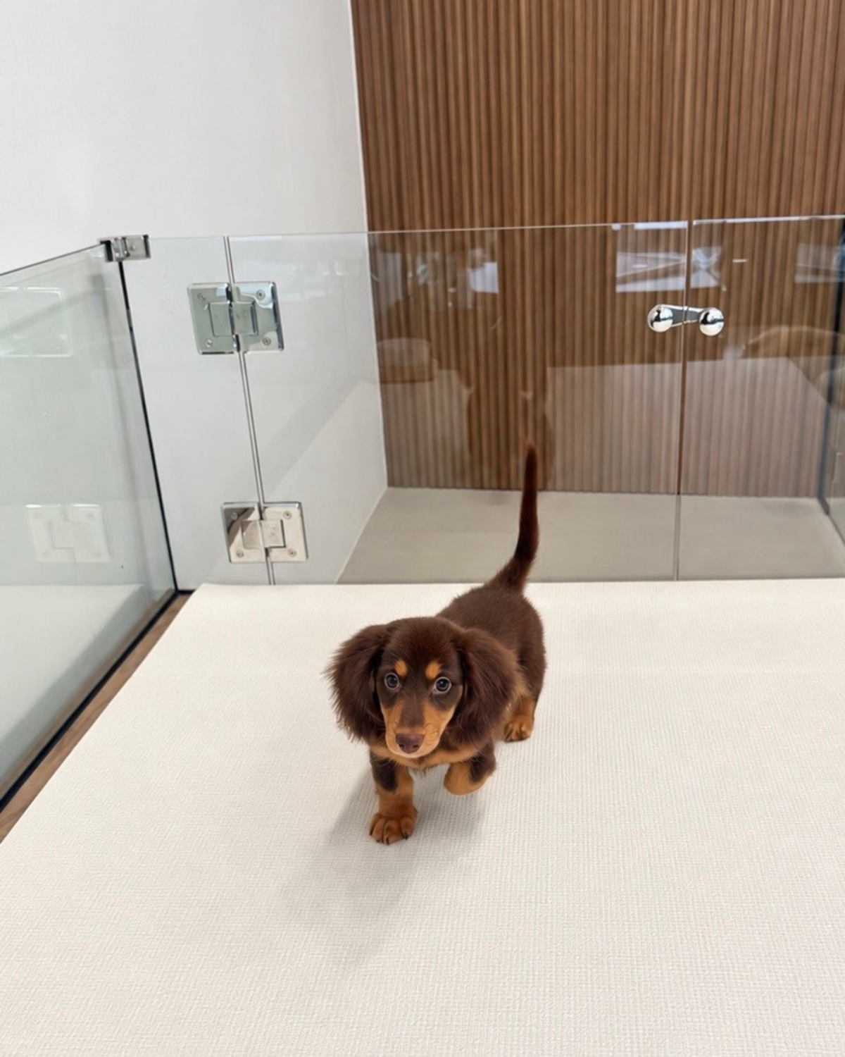 Darling: Chocolate Tan Long Coat Mini Dachshund 🇸🇬 (Girl)