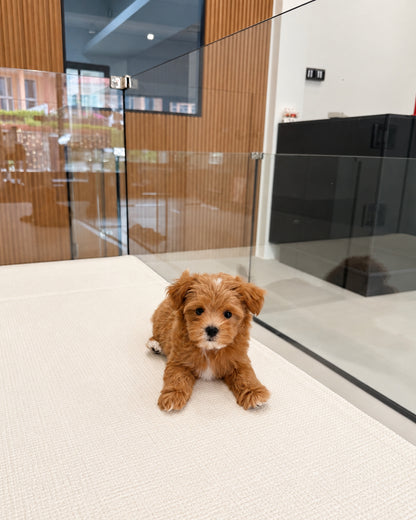 Cookie: Brown Tiny Maltipoo 🇸🇬 (Boy)