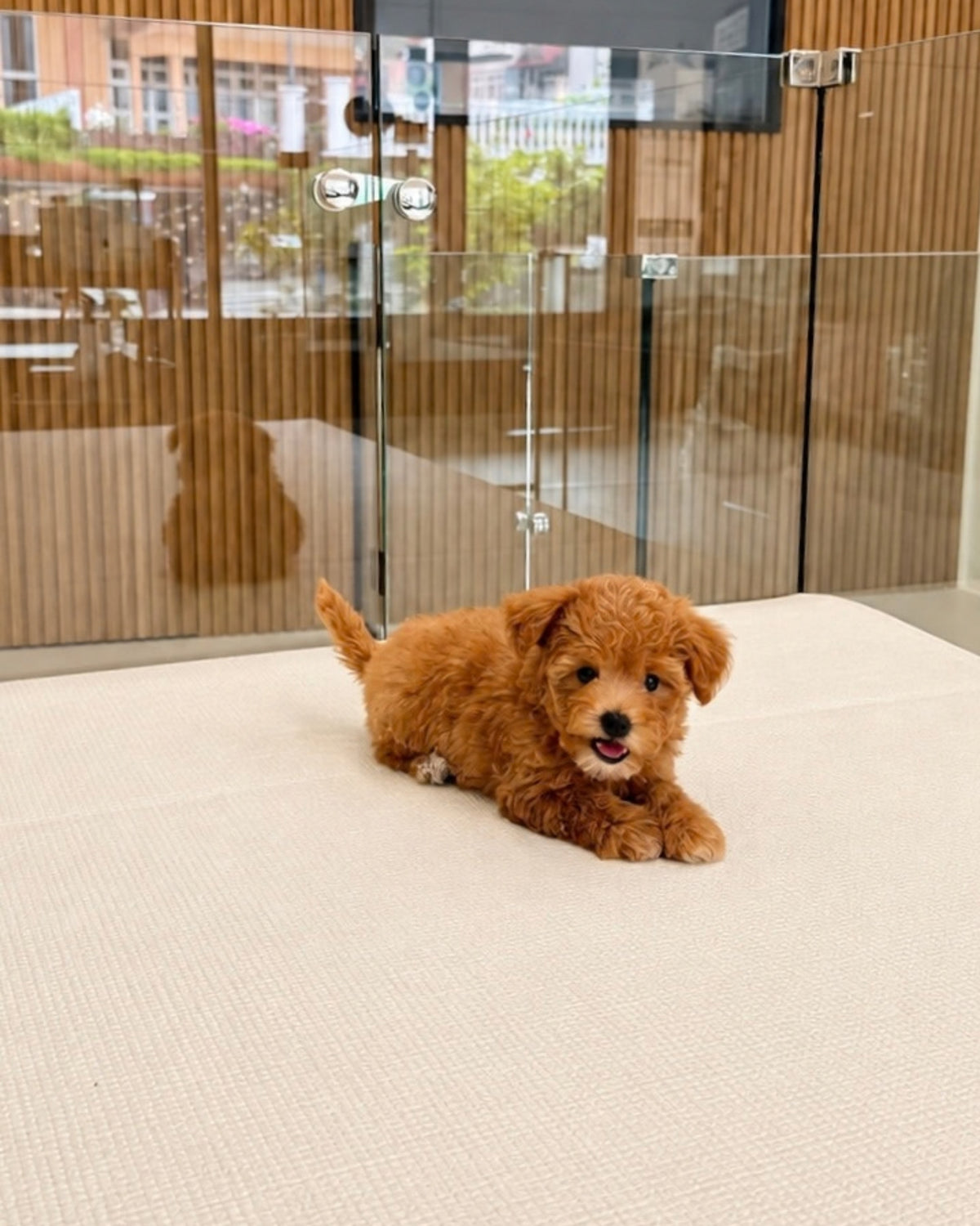 Toffee: Brown Tiny Maltipoo 🇸🇬 (Boy)