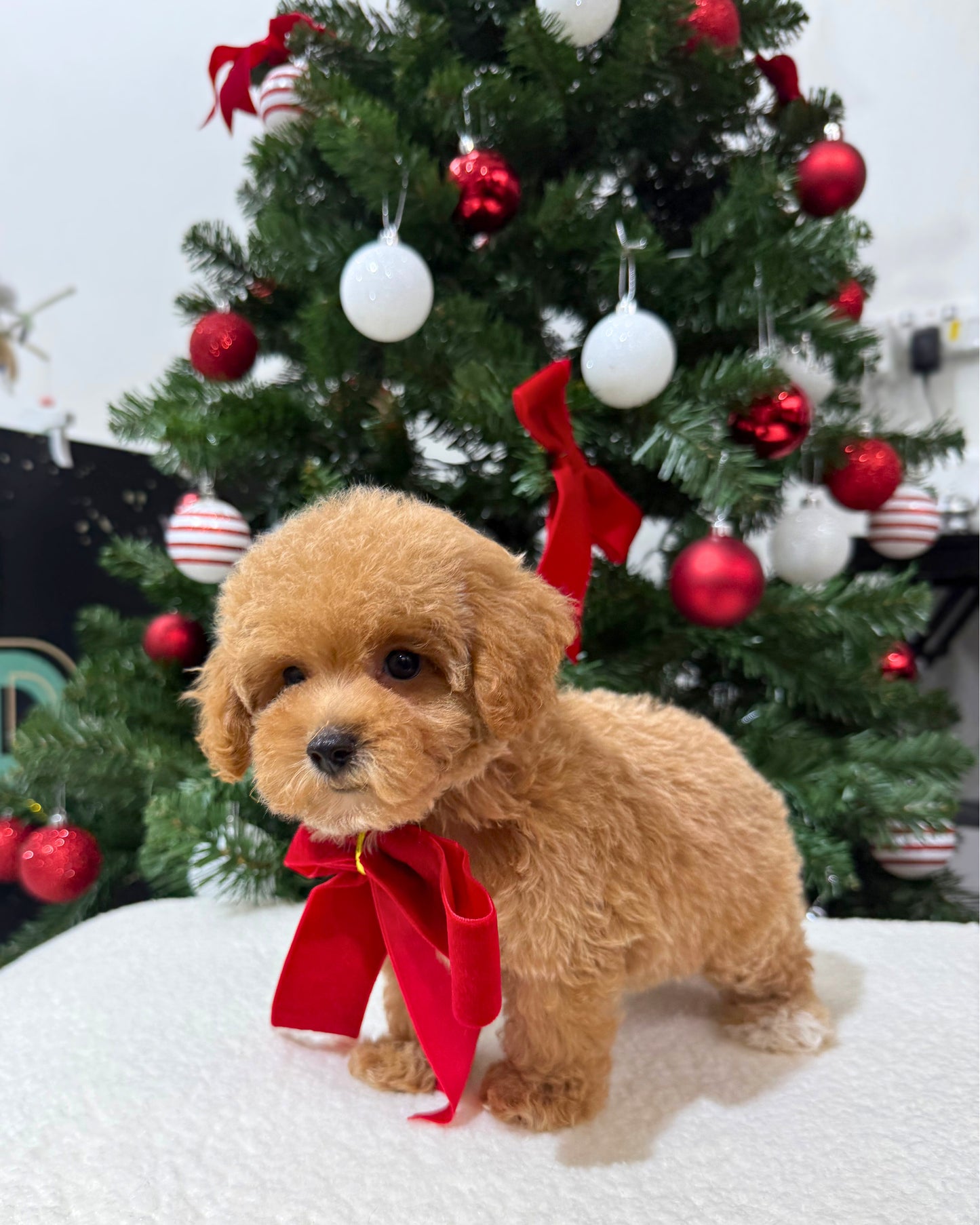 🌸💖 Somi: Brown Tiny Maltipoo 🇸🇬 (Girl)