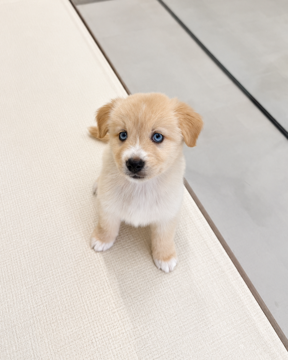 Nova: Cream Mini Pomsky Spitz 🇸🇬 (Girl)