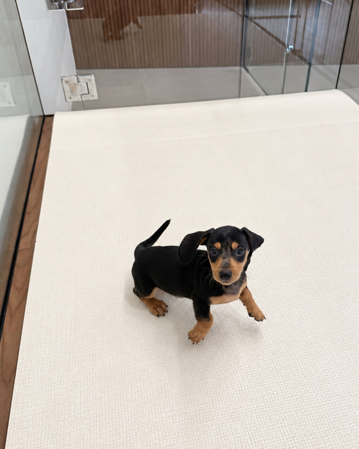 Beanie: Merle Black Tan Smooth Coat Mini Dachshund 🇸🇬 (Boy)