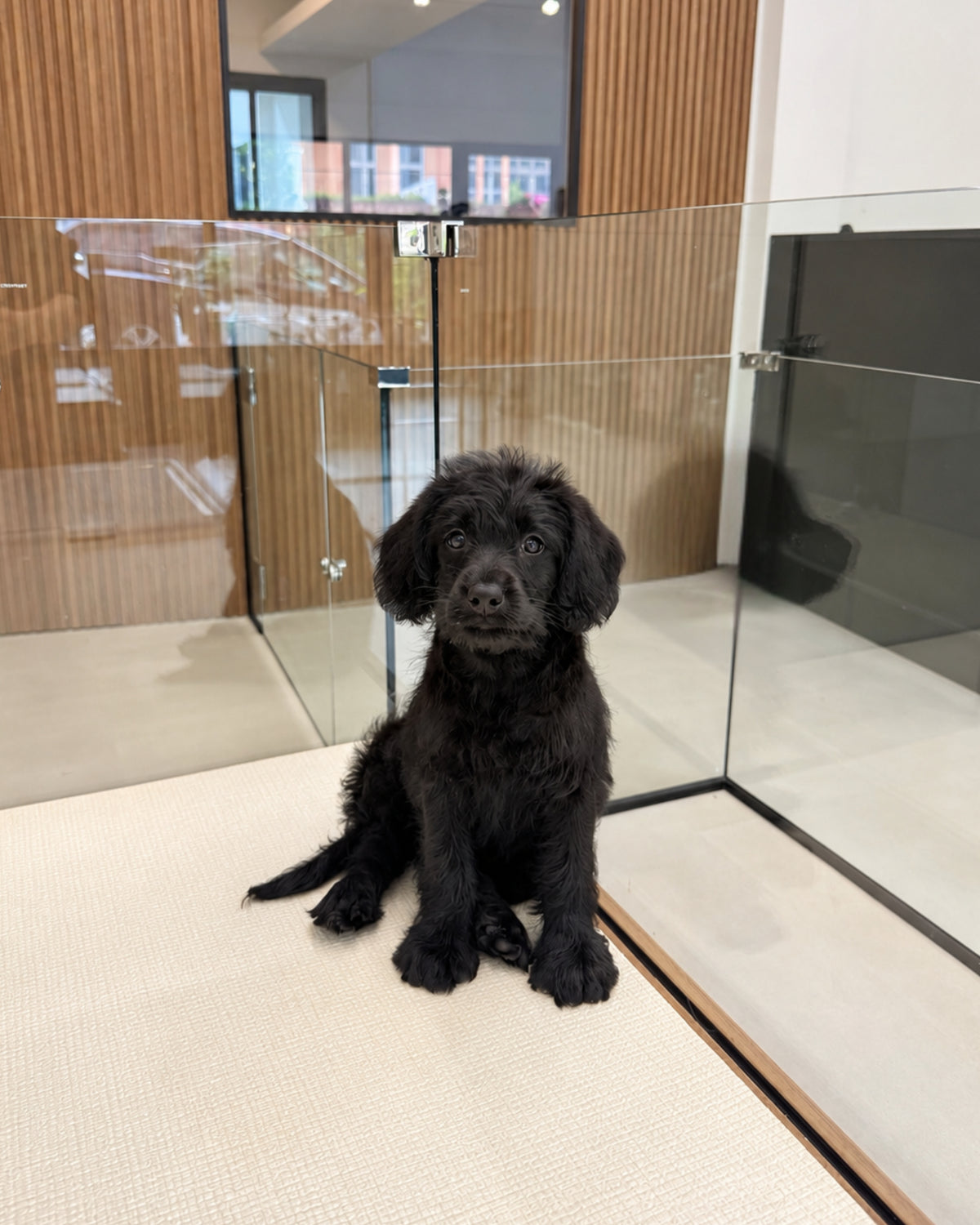 Kitty: Black Mini Labradoodle 🇸🇬 (Girl)