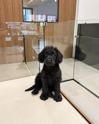 Kitty: Black Mini Labradoodle 🇸🇬 (Girl)