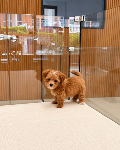 Cookie: Brown Tiny Maltipoo 🇸🇬 (Boy)