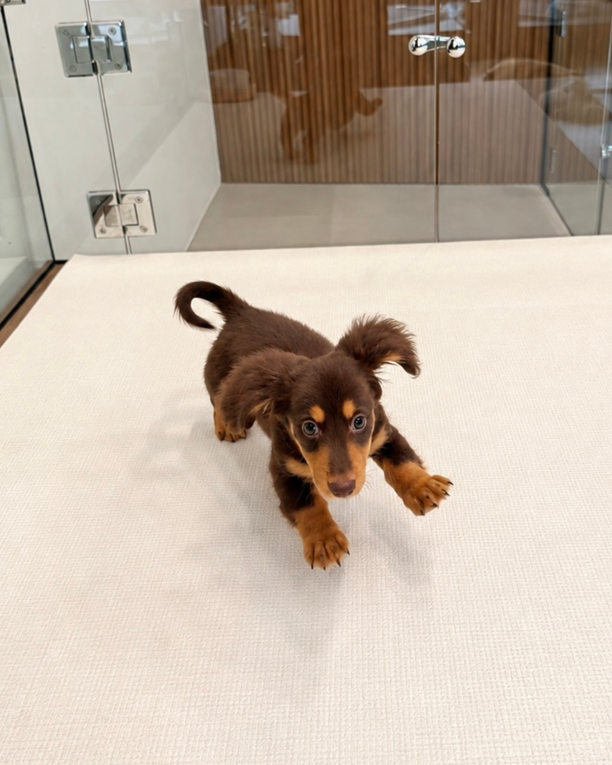 Darling: Chocolate Tan Long Coat Mini Dachshund 🇸🇬 (Girl)