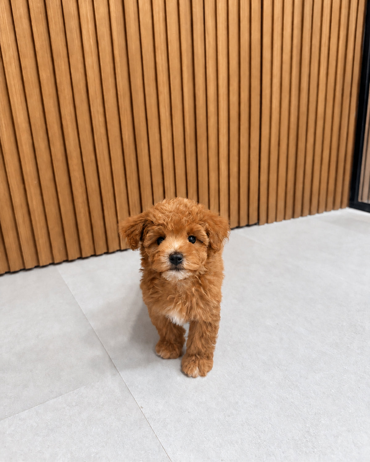 Toffee: Brown Tiny Maltipoo 🇸🇬 (Boy)