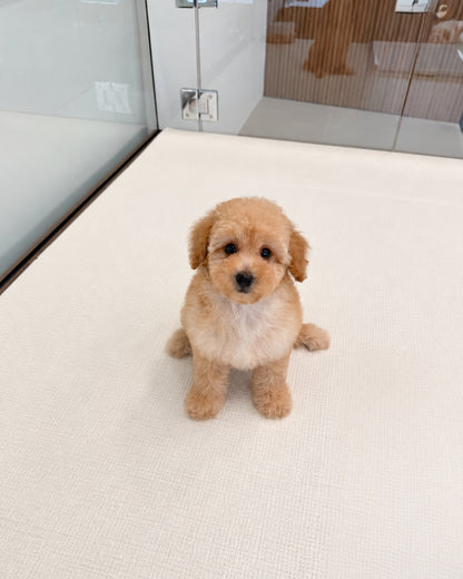 Koko: Cream Brown Toy Poodle 🇸🇬 (Girl)