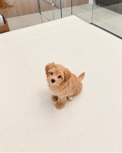 Peanut: Brown Tiny Maltipoo 🇸🇬 (Boy)