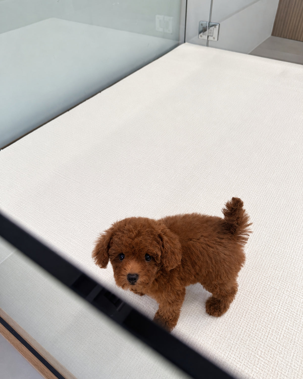 Ruby: Red Tiny Toy Poodle 🇸🇬 (Girl)
