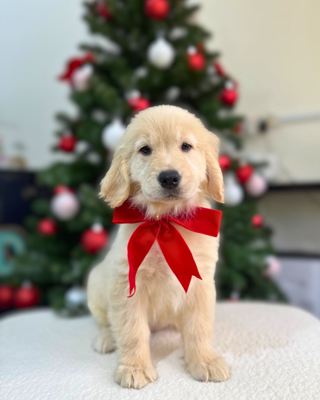 🍯🦁 Honey: Cream Golden Retriever 🇸🇬 (Girl)