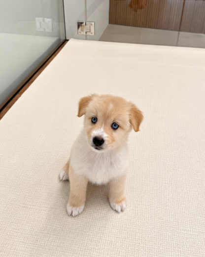 Nova: Cream Mini Pomsky Spitz 🇸🇬 (Girl)