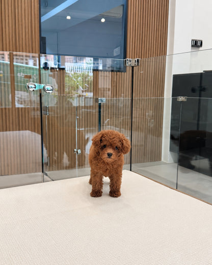 Ruby: Red Tiny Toy Poodle 🇸🇬 (Girl)
