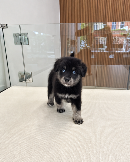 Blue: Black Silver Mini Pomsky Spitz 🇸🇬 (Girl)