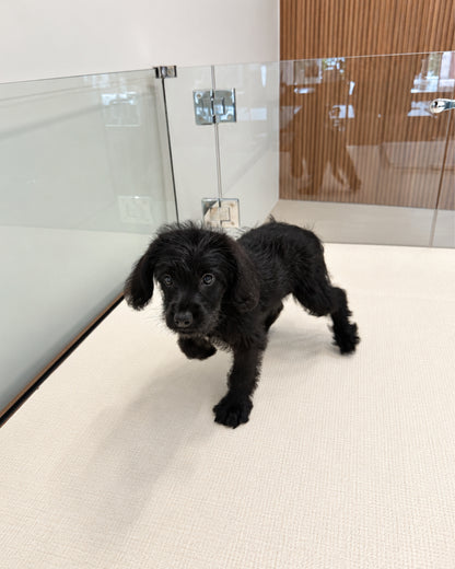 Kitty: Black Mini Labradoodle 🇸🇬 (Girl)