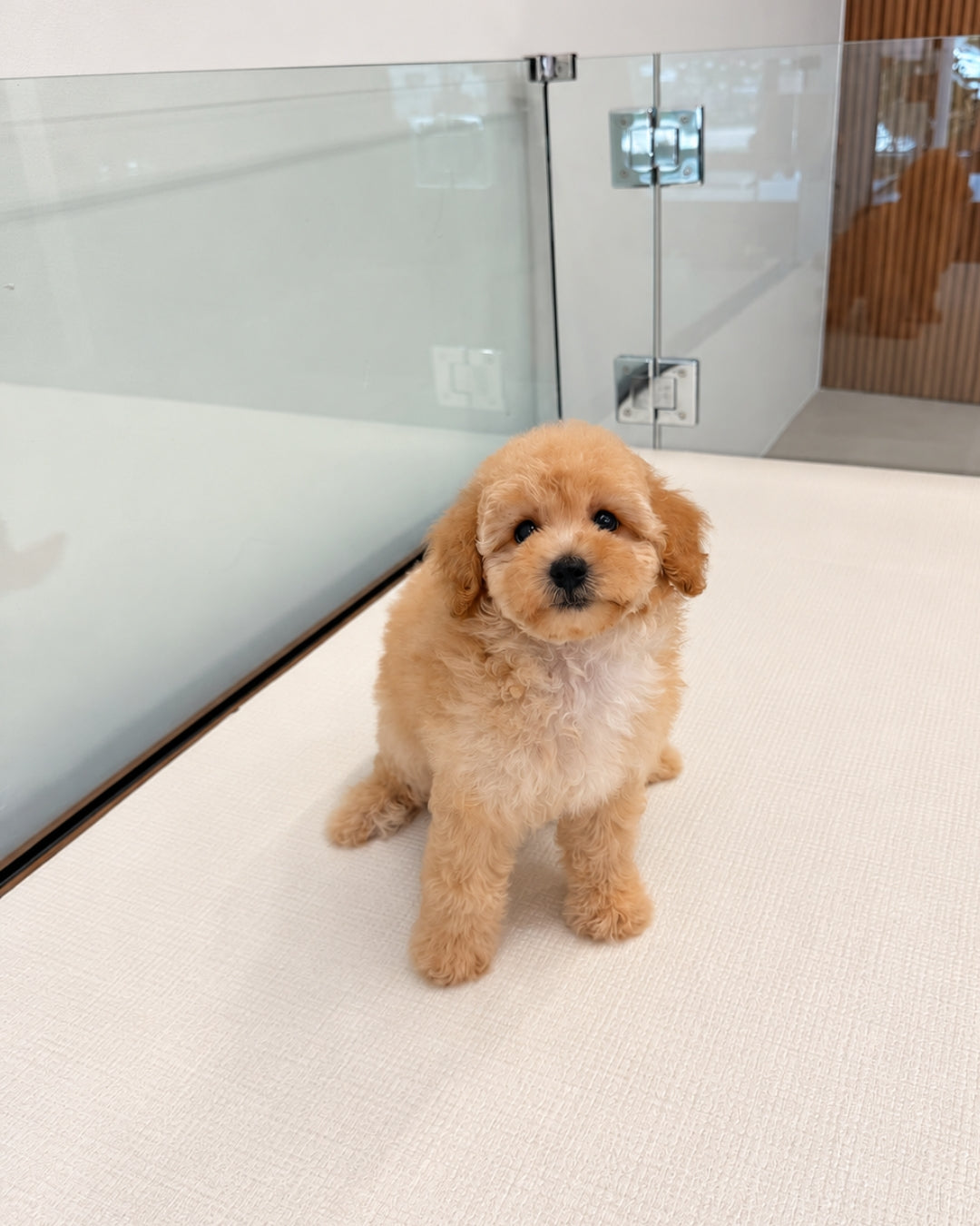 Koko: Cream Brown Toy Poodle 🇸🇬 (Girl)