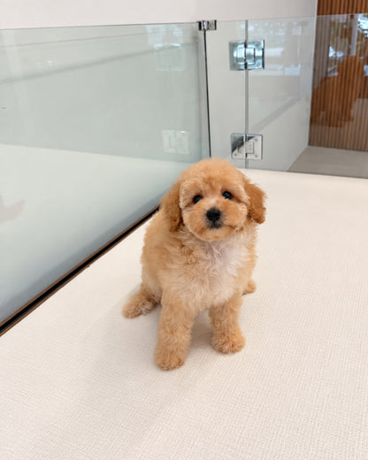 Koko: Cream Brown Toy Poodle 🇸🇬 (Girl)