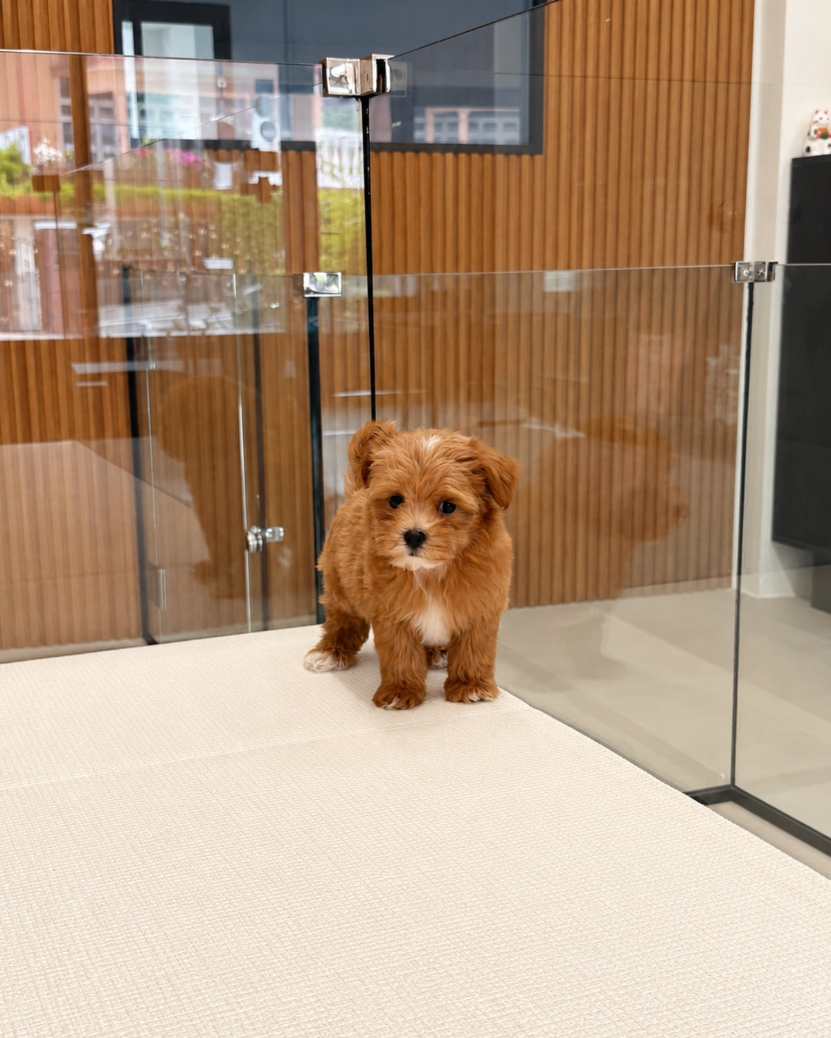 Cookie: Brown Tiny Maltipoo 🇸🇬 (Boy)