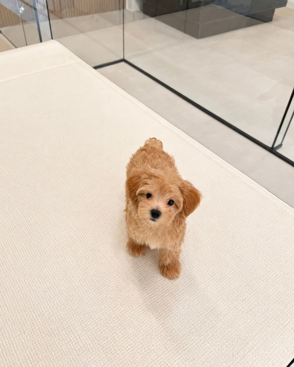Peanut: Brown Tiny Maltipoo 🇸🇬 (Boy)