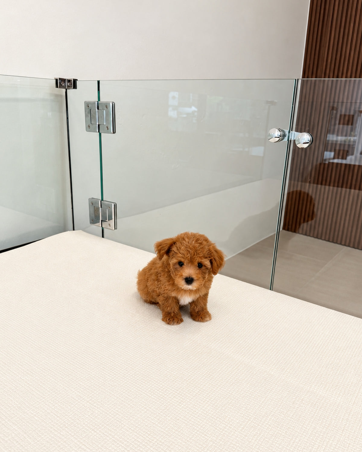 Toffee: Brown Tiny Maltipoo 🇸🇬 (Boy)