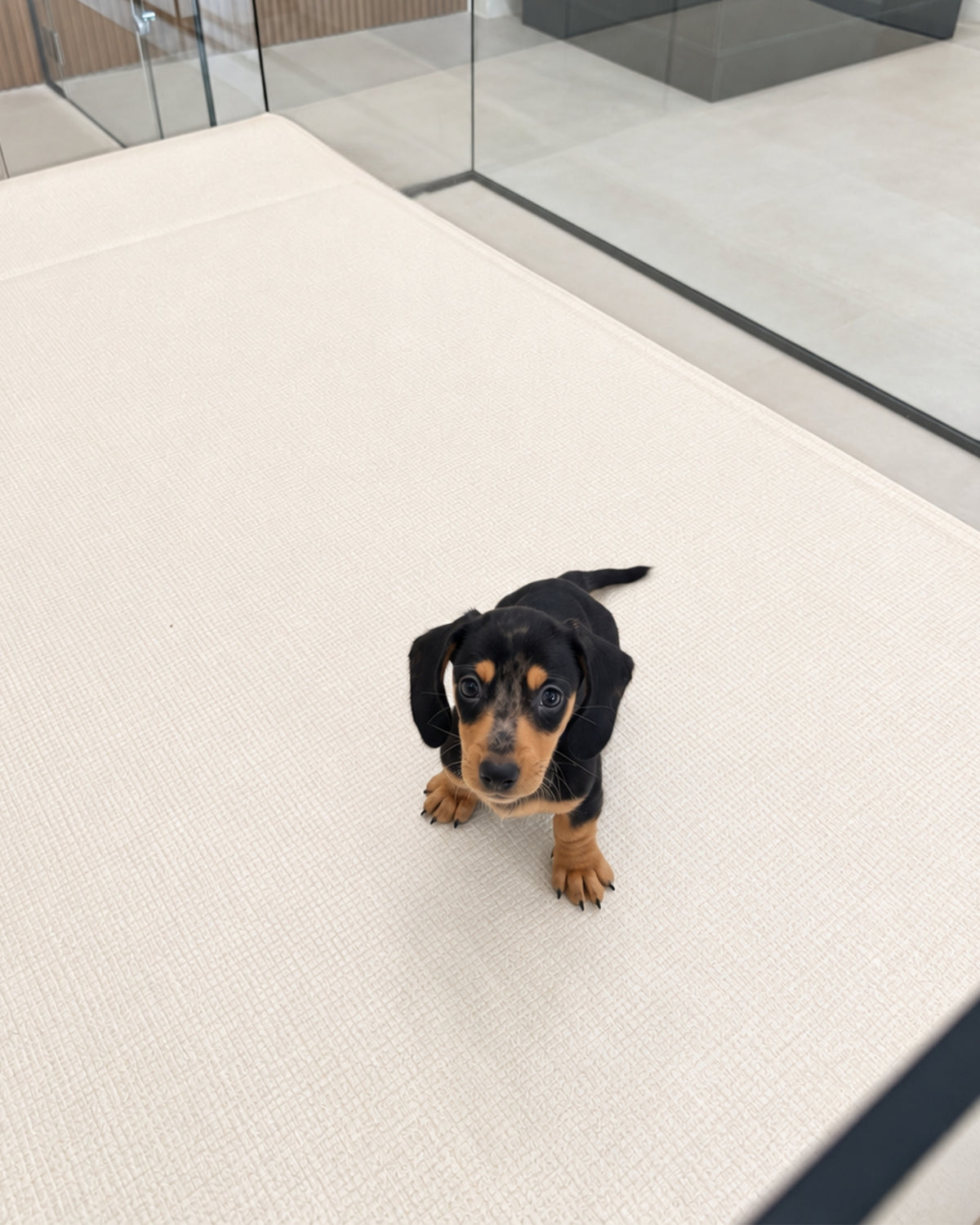 Beanie: Merle Black Tan Smooth Coat Mini Dachshund 🇸🇬 (Boy)