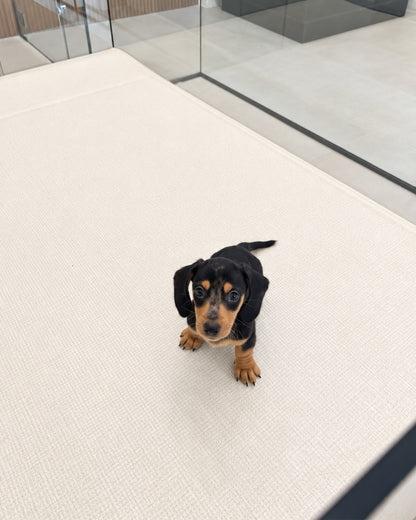 Beanie: Merle Black Tan Smooth Coat Mini Dachshund 🇸🇬 (Boy)