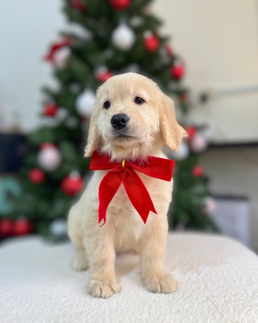 🍯🦁 Honey: Cream Golden Retriever 🇸🇬 (Girl)