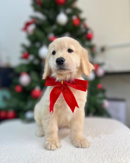 🍯🦁 Honey: Cream Golden Retriever 🇸🇬 (Girl)