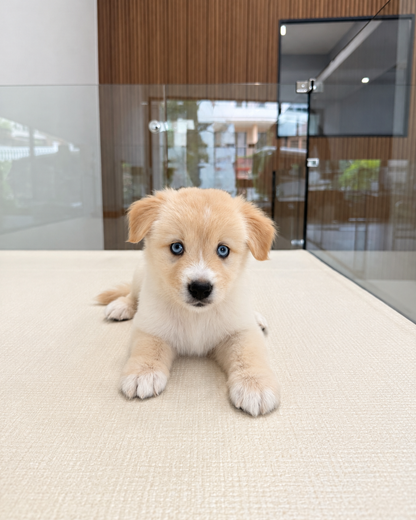 Nova: Cream Mini Pomsky Spitz 🇸🇬 (Girl)
